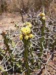Euphorbia sp nova aff actinoclada PV2527 Thola GPS186 Kenya 2012_PV1653.jpg